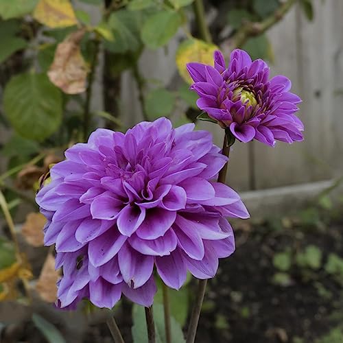 Dalia bulbi da giardino giardino balcone Copertura resistente Dalia resistente letto elevato per balcone decorazione interni 7pcs