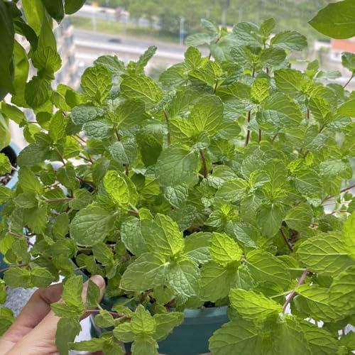 semi di menta verde - giardino di menta piperita rare da cucina per aiuole rialzate da giardino selvatiche 500pcs