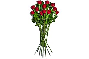 Long Stem Roses Bring Vibrant Beauty to Your Home