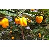 Habanero West Indian Yellow 5 Chilli Seeds