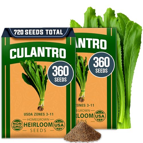 Image of HOME GROWN Culantro Seeds - 720+ Heirloom Herb Seeds for Planting, Slow-Bolting, Flavorful Cilantro Alternative, Great for Outdoor Herb Gardens (Eryngium foetidum)