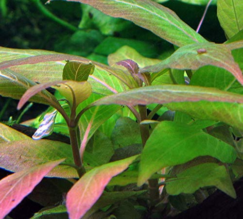 Mainam Nomaphila Siamensis Dwarf | Hygrophila Corymbosa Compact Bundle Freshwater Background Live Aquarium Plants Decoration #TOP4