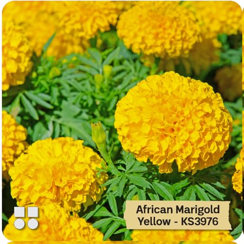 Image of African Marigold KS2628 - Semi Tall (60-75 cm) | Professional Nursery & Commercial Grade Flower Seeds | Bulk Packs for Farmers & Growers (Yellow, 10 Gm)
