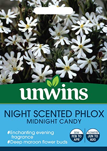 Unwins 30210659 Night Phlox Midnight Candy Seeds, Clear