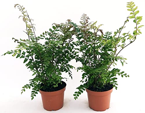 POWERS TO FLOWERS - FELCE DA ESTERNO DIDYMOCHLAENA TRUNCATULA, 2PIANTE, VASO 13CM, piante vere