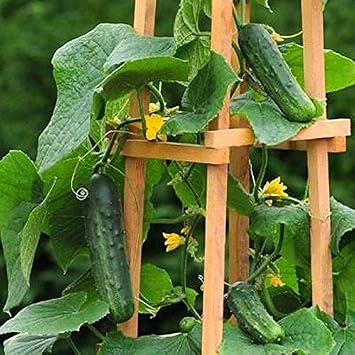 Patio Snacker F1 Hybrid Cucumber Seeds