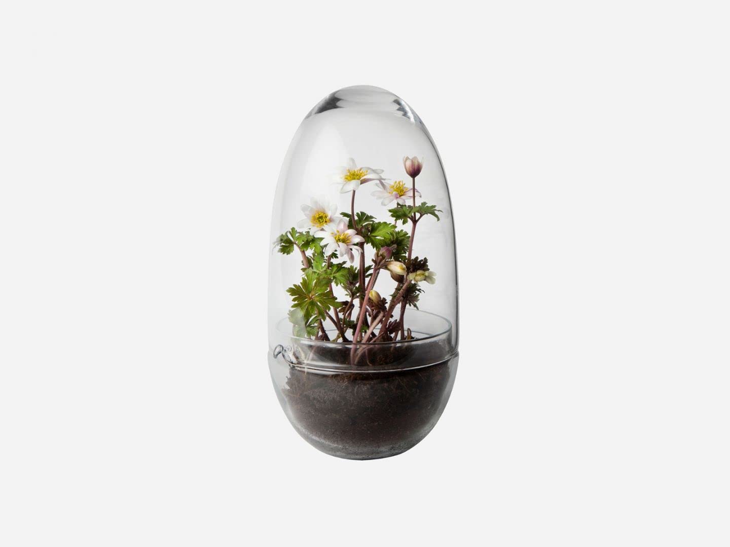 Design House Stockholm Grow Gewächshaus M, transparent H x Ø 24x12cm