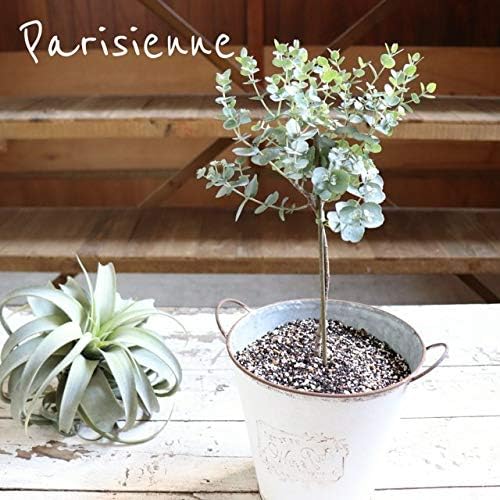 Amazon 鉢植えアーニゲラ 玄関に ユーカリ ガーデニング 花 観葉植物 フラワーギフト オンライン通販