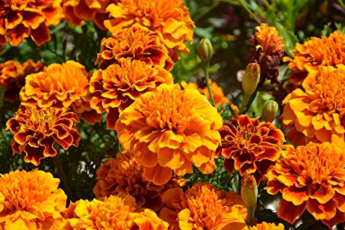 Graines Œillet d'inde double nain varié - sachet de 150 graines - Tagetes/patula/Asteraceae - Graines de style