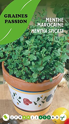 Graines Passion sachet de graines Menthe Marocaine Cover
