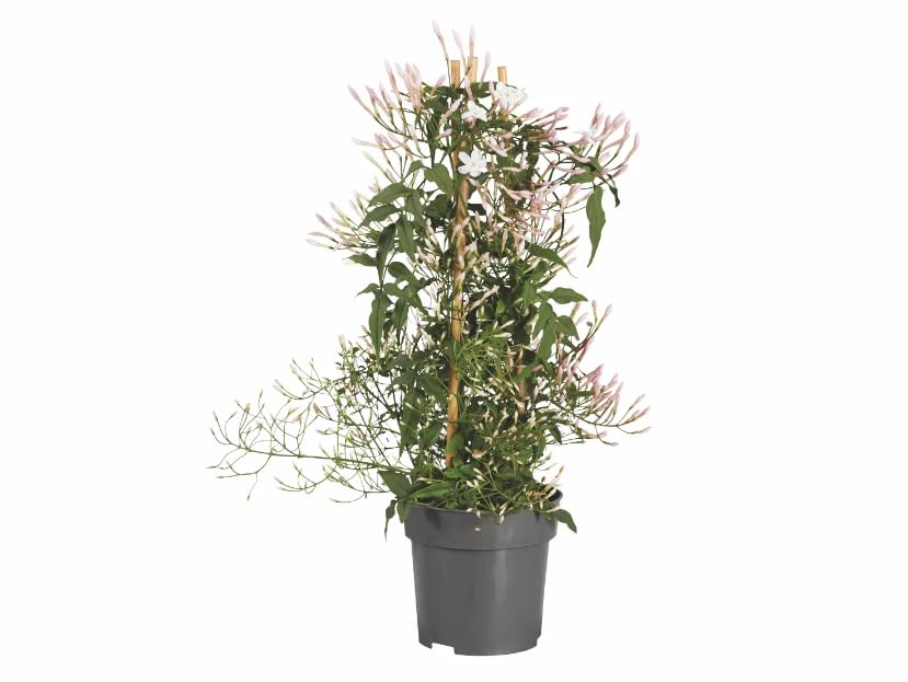 Jazmín Chino: Enredadera Natural de Exterior con Fragantes Flores Blancas