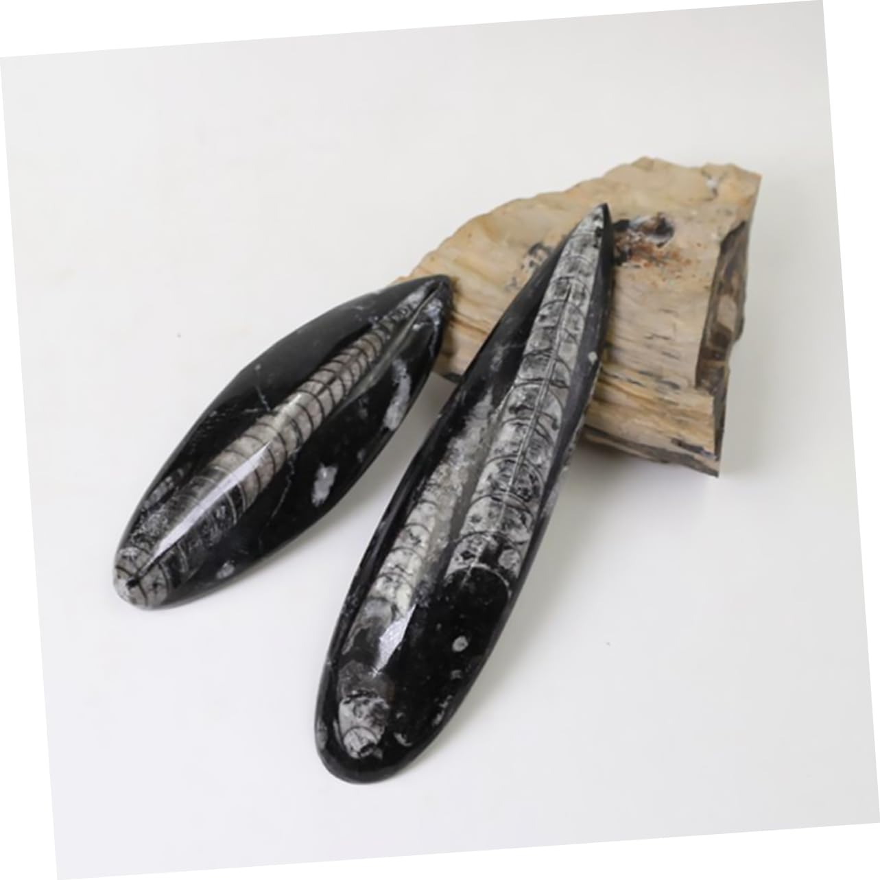 VICASKY Fósil Orthoceras Decoración Paleontológica Natural Para Estudiantes y Coleccionistas En Aula y Exhibición Científica