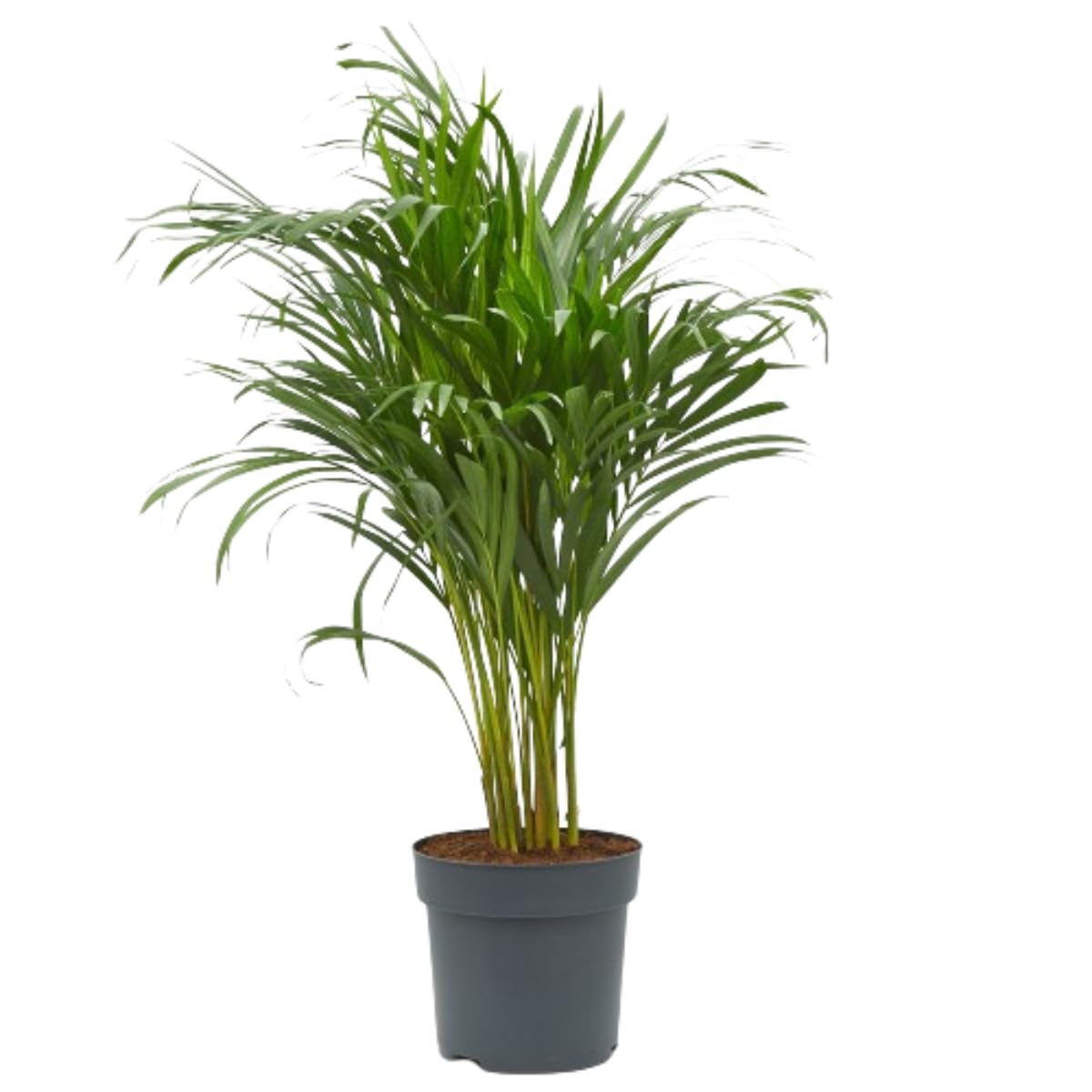 Verdecora Dypsis Areca Lutescens | Palmera Tropical | Palmera Amarilla | Palma de Frutos de Oro | Palmera bambú | Reina de Las Palmas | Planta Natural de Interior o Exterior en Maceta de Ø20cm