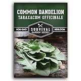 Common Dandelion Seeds for Planting - Plant & Grow Nutritious Dandelion Greens in Your Home Herb or Vegetable...