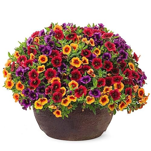 lamphle 120 Pz Misto Gloxinia Calibrachoa Petunia Semi di Fiori Giardino Cortile Pianta Bonsai Fiore Albero da Frutto Semi di Ortaggi Semi di Gloxinia 120pcs