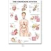 1pc Human Anatomy Muscles Système Art Poster Print Corps Carte Silk Peinture Murale Photos de Médical Education Bureau Accueil Décor (Couleur : 31, Size (inch) : 40x50cm No Frame)