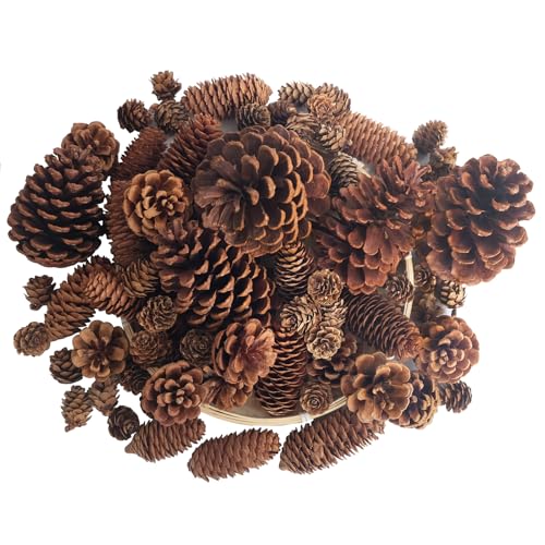 Senlwod 50 Stück Natürliche Tannenzapfen für Weihnachten,...