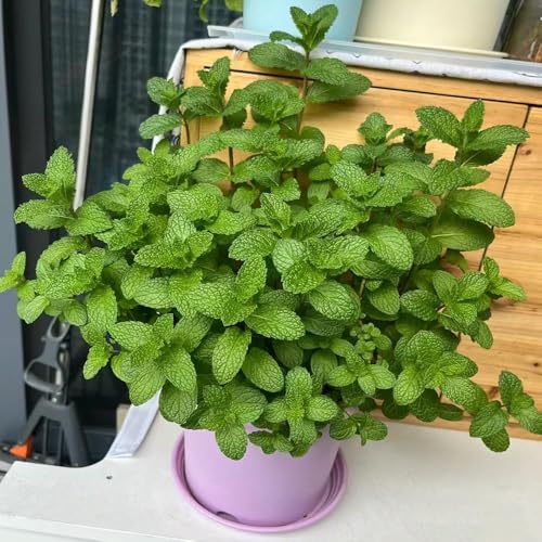 50 piezas semillas de balcón de menta semillas menta, jardín resistentes al invierno para balcones, hortalizas