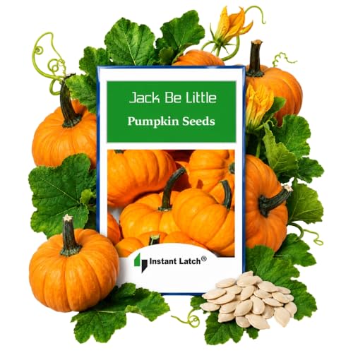 20 Jack Be Little Pumpkin Seeds for Planting Non GMO Heirloom Seeds Instant Latch Garden Seed