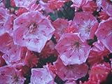 Lorbeerrose - Berglorbeer Little Linda - Kalmia latifolia var. myrtifolia Little Linda - 25-30cm