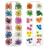 Jauomune 2 Boxes 3D Dried Flowers for Nail Art, 24 Colors Mini Natural Real Dry Flowers Nail Stickers for Tips Manicure Decor Mixed Accessories (DIY Five Petal Flower Leaf Gypsophila Dry Flower)
