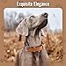 Grand Line Leder Hundehalsband, Lederhalsband Hund mit Weichem Gepolstertes, Breiter und Dicker Hundehalsband, Verstellbares Halsband Hunde für Kleine, Mittlere, Große Hunde (Braun, M)