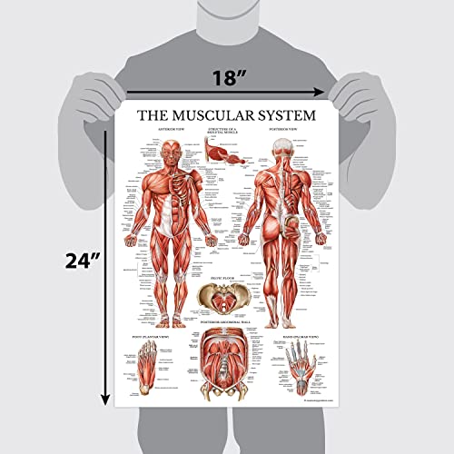 Image of Palace Learning Muscular & Skeletal System Anatomical Poster Set - LAMINATED 2 Chart Set - Human Skeleton & Muscle Anatomy - (18 inch x 24 inch) (Pack of 2)
