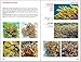 Reef Coral Identification: Florida, Caribbean, Bahamas 3rd Edition (Reef Set (New World))