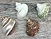 Hermit Crab Shells | Turbo Shells | 4 Assorted Turbo Shells 2-2.5