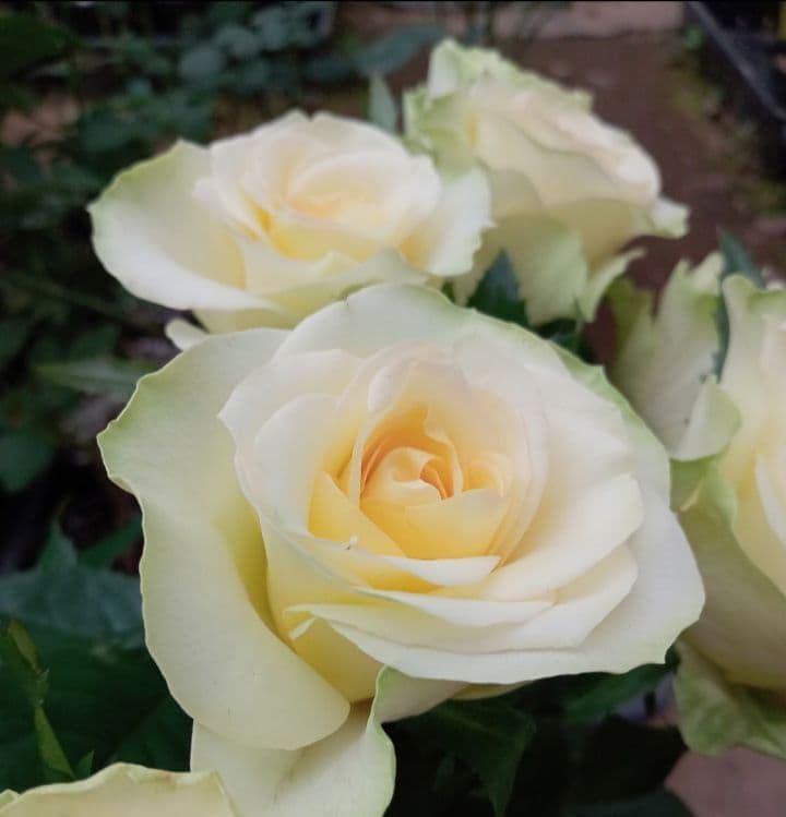 バラ苗切り花種 大きめ良苗