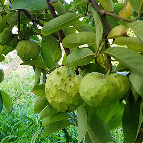 Qauzuy Garden 5 Seeds Cherimoya Custard Apple Seeds Annona Cherimola - Organic Delicious Sweet Juicy White Fleshed Tropical Exotic Fruit - Easy Grow & Harvest #TOP6