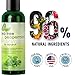 Invigorating Tea Tree Mint Shampoo - Rosemary Mint Shampoo for Oily Hair with Tea Tree Oil for Hair - Aromatherapy Clarifying Shampoo for Build Up Dry Scalp and Flakes with Essential Oils for Hair