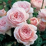 Heirloom Roses Rose Plant - Queen of Sweden® Pink Rose Bush, David Austin Live Plant for Planting Outdoors