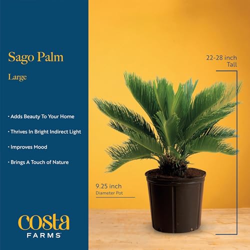 Image of Costa Farms Sago Palm Live Plant in Decorative Pot, Easy to Maintain Large Indoor Houseplant, Perfect for Home, Room, or Office Decor, Great House Warming or Birthday Gift, 2-3 Feet Tall