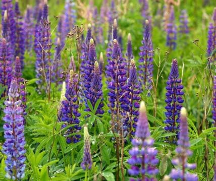 La Verde Kék Csillagfürt Vetőmag 1000g - Talajjavító Növény, Fagyálló, Magas Csírázási Arány, Kertészkedéshez, GMO-mentes