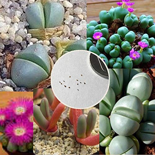 낱g[vX Z 10 (MoGEmix) A MoGE AeB~}