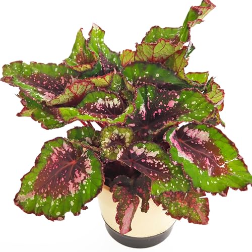 �h�s�`�m�r�d ���b�N�X�x�S�j�A �G���o�[ 5�� 1���� �ϗt�A�� ���s���x�S�j�A �w���F Begonia × rex Ember �^�C�v�F�V���E�J�C�h�E�� ��ϊ������N�� �J���t���ŉ؂₩�ȗt�͗l������ �t�͒��S���獕�F�E���F�E���F���w��ɍL����A���̉�