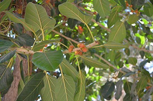 Ficus Benghalensis | Indian Banyan Fig | 100_Seeds #TOP2