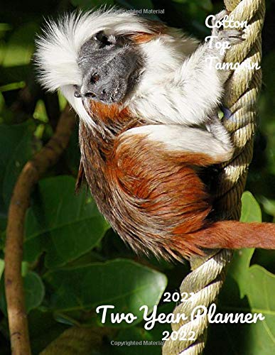 Cotton Top Tamarin 2021-2022 Two Year Planner: 24 Month Calendar Weekly Monthly Agenda Schedule Organizer Planner 2021-2022 2 Year Planner | ... Gorilla Primate Animal Forest Nature Zoo