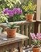 vensovo Terracotta Orchid Pots with Holes and Saucers - Clay Orchid Planter Pots for Repotting, Plant Flower Pots for Orchid Indoor and Outdoor Promotes Air Circulation