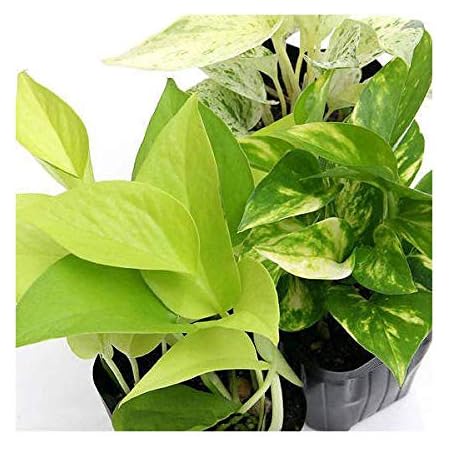 Amazon Co Jp 観葉植物 ポトス 品種おまかせ ３号 １ポット Diy 工具 ガーデン