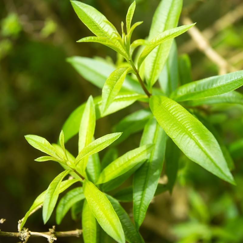 3 Lemon Verbena Herb Plants, 3-5 Inch Starter Plugs, Perennial Herbs for Indoor or Outdoor Garden