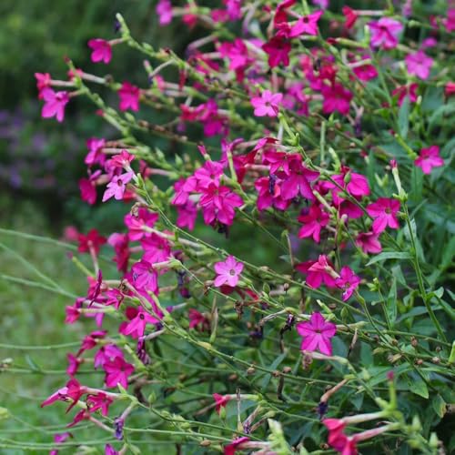 tabaco ornamental - semillas de tabaco ornamental Decoración de sala estar con cama elevada semillas tapizantes resistentes al invierno jardín 650semillas