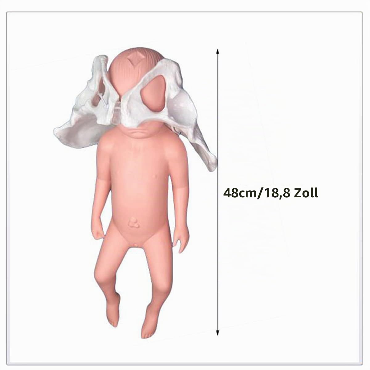 Flexibles Beckenmodell zur Geburt – Modell zur Geburt – mit Fontanelle, Baby- und Becken-Symphysis, bewegliche Sakroiliakgelenke (weiblich)
