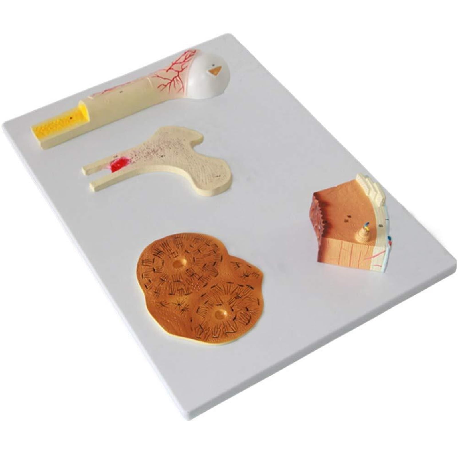 Modelo De Estructura De Anatomía Ósea Humana De Hueso Esponjoso, Hueso, Cartílago Perióstico - Modelo De Estructura Ósea De Material De PVC - Incluye 4 Partes - Como Periostio