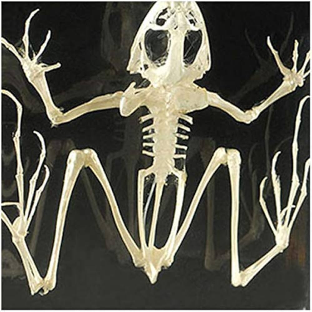 ウシガエル　骨格標本 ウシガエル 骨格標本