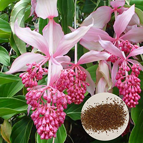 P12cheng Planta de semillas 300 semillas de Medinilla Magnifica Bonsai flor planta hogar jardín patio decoración - Medinilla Magnifica semillas Cover