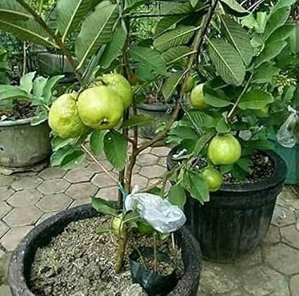 Image of Taiwan Green Skin White Flesh Seedless Sweet Guava or Amrud Air Layered Fruit Hybrid Grafted Live plant (Thai 7 Variety) for Your Home Garden (Pack Of 10)