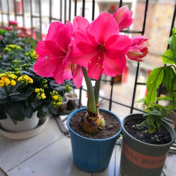 Amaryllis Zwiebel Kaufen Die 15 besten Produkte im Vergleich
