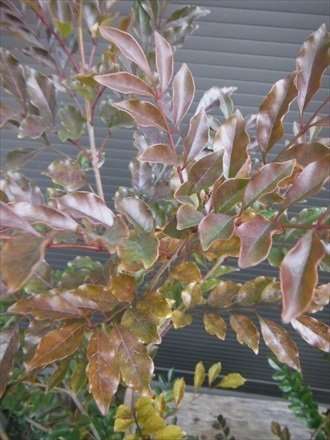 Amazon.co.jp: シマトネリコ 7本以上の株立ち 全長160CM 常緑樹 : DIY